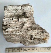 Fossil wood 698g for sale  BRIGHTON