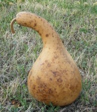 Birdhouse gourd seed for sale  Lucedale