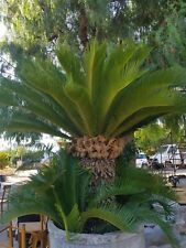 Palme cycas revoluta gebraucht kaufen  Radolfzell am Bodensee