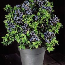 Dwarf bonsai blueberry for sale  Titusville