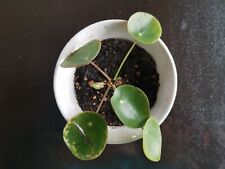 Pilea peperomioides baby gebraucht kaufen  Cottbus