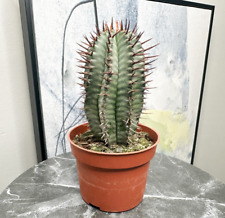 19cm height euphorbia for sale  WALSALL