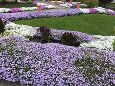 Deer proof perennial for sale  Scranton