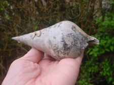 Rare incomplete bartonian for sale  RINGWOOD