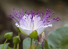 Samen den garten gebraucht kaufen  Calw