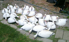 Half shell snow for sale  Moyock