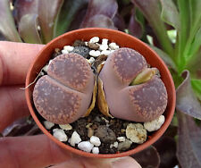 Lithops aucampiae brown d'occasion  Servian