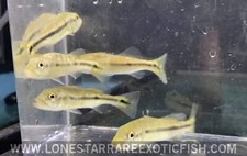 Azul peacock bass for sale  Livingston