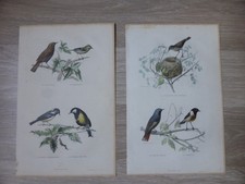 Gravures oiseaux couleur d'occasion  Ramonville-Saint-Agne