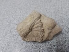 Heteromorphe ammonite verstein gebraucht kaufen  Saerbeck