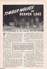 Timber wolves beaver for sale  SHREWSBURY