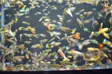 100 live guppy for sale  Yakima