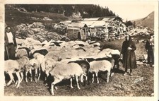 Old postcard sheep d'occasion  Expédié en Belgium
