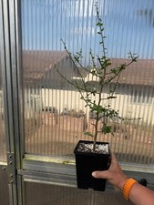 Commiphora merkeri large for sale  Oceanside