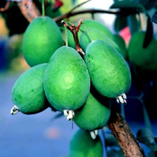 Pineapple guava tree for sale  Lincolnton