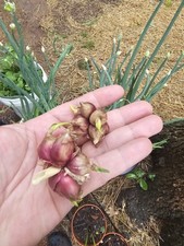 Egyptian walking onion for sale  Salisbury