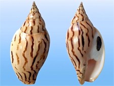 Volutidae voluta harpulina usato  Roma