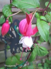 fuchsien gebraucht kaufen fuchsien gebraucht kaufen Wülfrath
