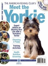 Meet yorkie for sale  Aurora