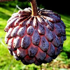 Thai purple sugar for sale  Lincolnton