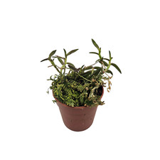 Epidendrum porpax rare usato  Brindisi