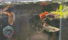 Male red dragon for sale  Wilmer