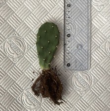 Prickly pear bare for sale  CHICHESTER