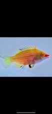 Pink streak pelvic for sale  Garden City