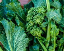 Semi cime rapa usato  Verbania