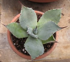 Agave parryi var. for sale  Las Cruces