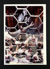king pigeons for sale  Chattanooga
