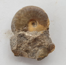 Tolles harpoceras elegans gebraucht kaufen  Berg b.Neumarkt i.d.OPf.
