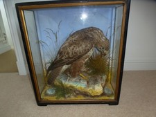 Taxidermy james hutchings for sale  SWINDON