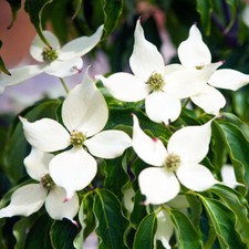 Cornus kousa var. for sale  HORSHAM