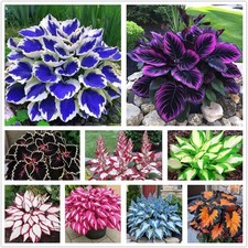 100 hosta seeds for sale  Dallas