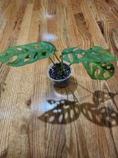 Monstera adansonii swiss for sale  Abbeville