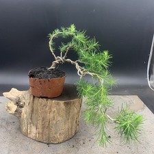 Shohin japanese larch for sale  HULL