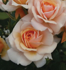 Dearest janet peach for sale  SPALDING