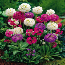 Plug plants primula for sale  BANBRIDGE