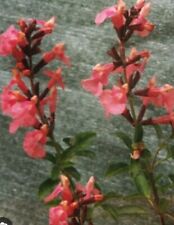 Salvia señorita leah for sale  SEVENOAKS