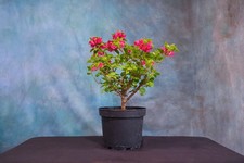Pixie bougainvillea pre for sale  North Fort Myers