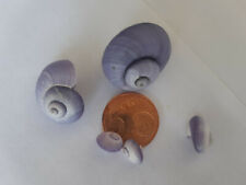 Janthina Janthinidae ou também chamado de caracol marinho violeta ou caracóis de tempestade roxos  comprar usado  Enviando para Brazil