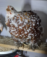 Uova gallina fertili usato  Voghera
