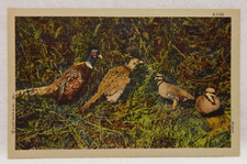 Pheasant family for sale  Woodstock