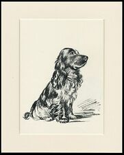 Cocker spaniel lovely for sale  COLEFORD
