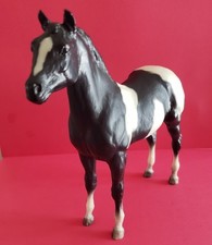 Stock horse foal for sale  Plainview