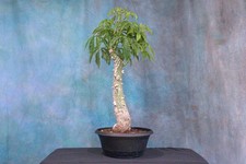 Silk floss pre for sale  North Fort Myers