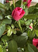 Miniature rose plant for sale  WELLINGBOROUGH