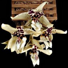 Stanhopea nirvana orchid d'occasion  Paris XV