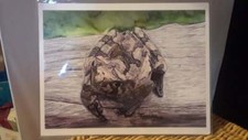 Toad print kate for sale  Hodgenville